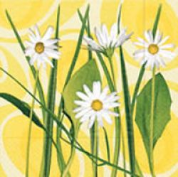 Daisies on yellow